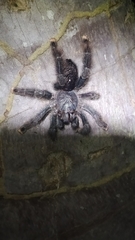 Avicularia avicularia