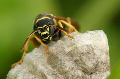 Polistes albellus