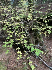 Viburnum parvifolium