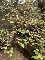 Viburnum parvifolium