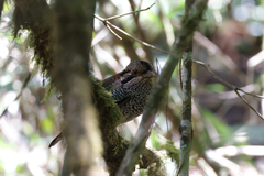 Geobiastes squamiger