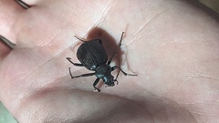 Calosoma planicolle