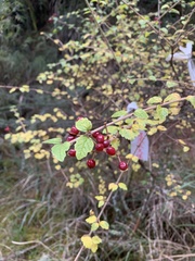 Viburnum parvifolium
