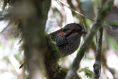 Geobiastes squamiger