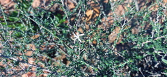 Wahlenbergia nodosa