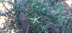 Wahlenbergia nodosa