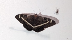 Cyligramma