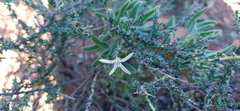 Wahlenbergia nodosa