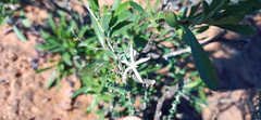 Wahlenbergia nodosa