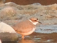 Charadrius placidus