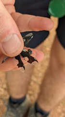 Palpopleura