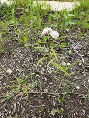 Asclepias perennis