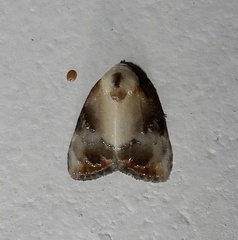 Dialithoptera gemmata