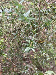 Alyxia ruscifolia