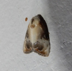 Dialithoptera gemmata