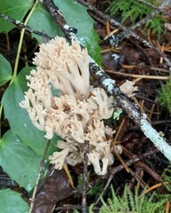 Ramaria acrisiccescens