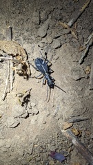 Cypholoba graphipteroides