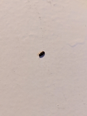 Stegobium