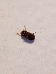 Stegobium