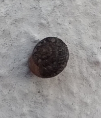 Xerotricha conspurcata