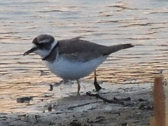 Charadrius placidus
