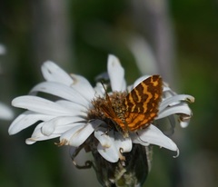 Chrysolarentia