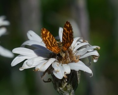 Chrysolarentia