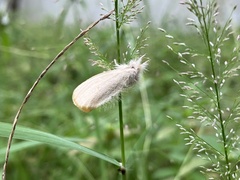 Sphrageidus similis