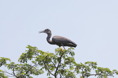 Ardea humbloti