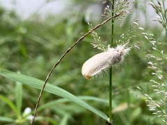 Sphrageidus similis