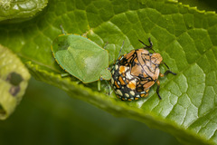 Chinavia marginata