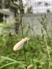 Sphrageidus similis
