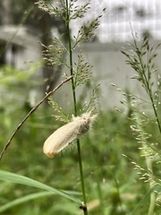 Sphrageidus similis