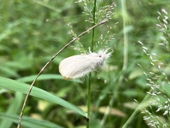 Sphrageidus similis