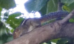 Funambulus tristriatus