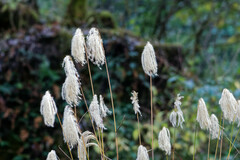 Miscanthus nepalensis