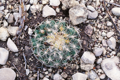 Coryphantha delicata