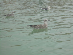 Larus fuscus