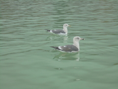 Larus fuscus