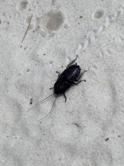 Eurycotis floridana