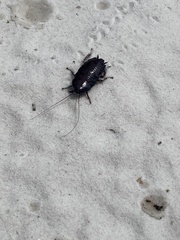 Eurycotis floridana