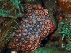 Goniopora albiconus