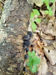 Resupinatus alboniger
