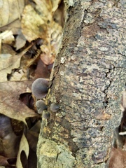 Resupinatus alboniger
