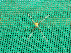 Argiope anasuja