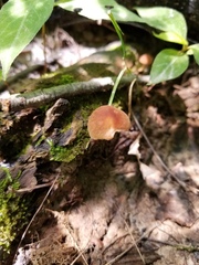 Marasmius cohaerens