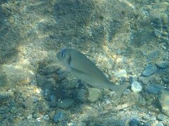 Sparus auratus