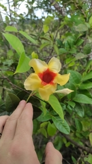 Mandevilla hirsuta