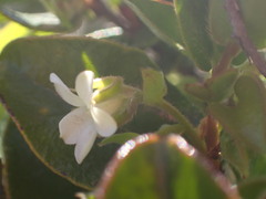 Diospyros scabrida
