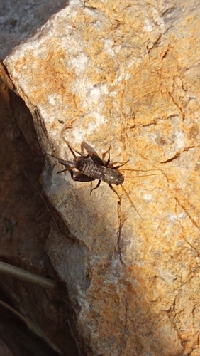 Tamni ljuskavi šturak (Mogoplistes brunneus)